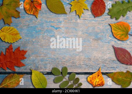 Herbst hell bunte Blätter auf blauen alten Holzbrettern Hintergrund. Buntes Laub. Rahmen für Text. Stockfoto