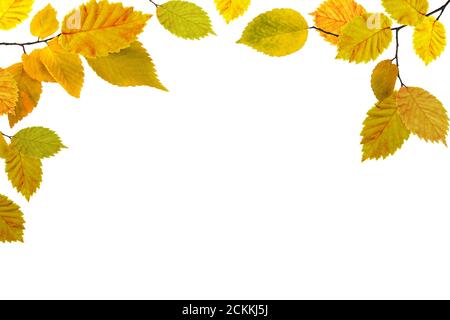Herbsthintergrund. Hellgelb orange grün rote Buche Blätter und Äste isoliert auf einem weißen horizontalen Hintergrund. Buntes Laub. Platz für Punkt Stockfoto