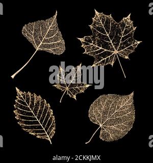 Set von transparenten goldfarbenen Skelett Blätter auf schwarzem Hintergrund. Goldenes Blatt aus Ahorn, Birke, Buche, Linde. Luxuriöse botanische Illustration. Stockfoto