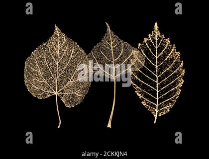 Set aus drei transparenten goldfarbenen Skelettblättern auf schwarzem Hintergrund. Goldenes Blatt von Birke, Buche, Linde. Luxuriöse botanische Illustration. Stockfoto