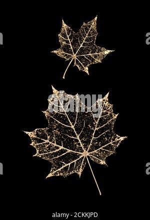 Set aus zwei transparenten goldfarbenen Skelettblättern auf schwarzem Hintergrund. Blätter aus goldenem Ahorn. Luxuriöse botanische Illustration. Stockfoto