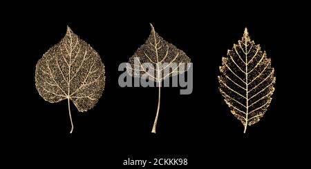 Set aus drei transparenten goldfarbenen Skelettblättern auf schwarzem Hintergrund. Goldenes Blatt von Birke, Buche, Linde. Luxuriöse botanische Illustration. Stockfoto