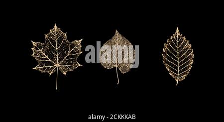 Set aus drei transparenten goldfarbenen Skelettblättern auf schwarzem Hintergrund. Goldenes Blatt aus Ahorn, Buche, Linde. Luxuriöse botanische Illustration. Stockfoto