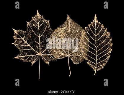 Set aus drei transparenten goldfarbenen Skelettblättern auf schwarzem Hintergrund. Goldenes Blatt aus Ahorn, Buche, Linde. Luxuriöse botanische Illustration. Stockfoto