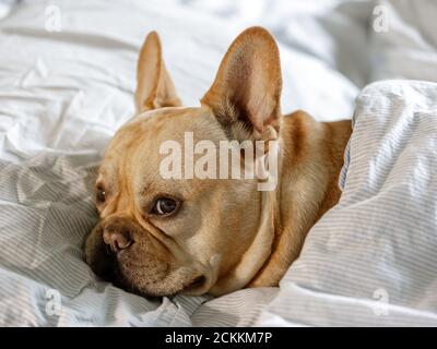 Franzose liegt bequem im Bett Stockfoto