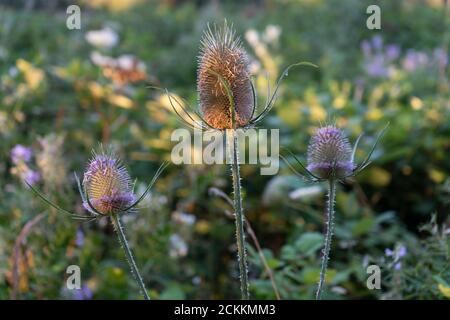 Drei schöne rosa und lila wilden Teelöffel in sonnenbeschienenen Wiese Landschaft bei Dämmerung im Sommer Stockfoto