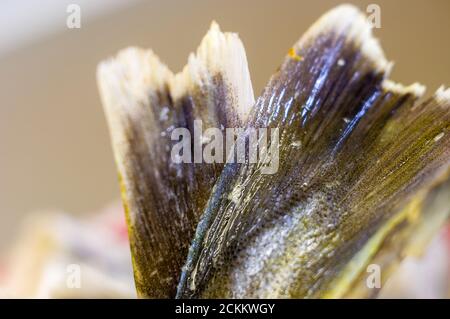 Stücke von Navaga Fisch in Teig, zum Braten in einer Pfanne vorbereitet. Stockfoto