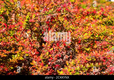 Cluster von roten Beeren eines Cotoneaster horizontalis Decne. Beleuchtet durch weiches Abendlicht, Herbsthintergrund Stockfoto