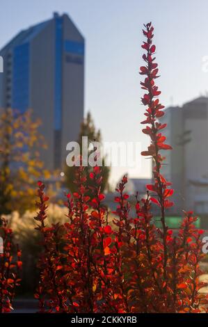 Lila Blätter auf Bush of Thunberg's Berberry, Berberis thunbergii, die japanische Berberbeere, oder Red Berberry beleuchtet von weichen Abendsonne, Herbst Stockfoto