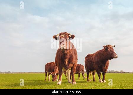Group of four brown Dutch cows in summer on fresh green grass Stockfoto