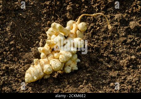 Jerusalemer Artischockenknollen auf Gartenboden. Frisch geerntete Wurzeln von Helianthus tuberosus, auch Sonnenwurzel, Sonnenwurzel, Erdapfel oder Topinambur. Stockfoto