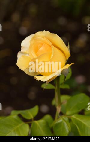 Rosa Poesie in Bewegung Stockfoto