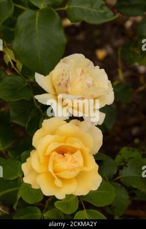 Rosa Poesie in Bewegung Stockfoto