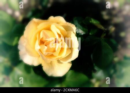 Rosa Poesie in Bewegung Stockfoto