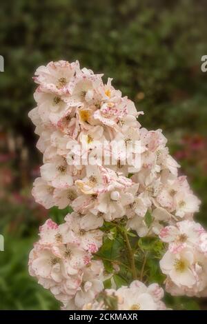 Rosa 'Sally Holmes', Nahaufnahme von natürlichen Blumenportraits Stockfoto