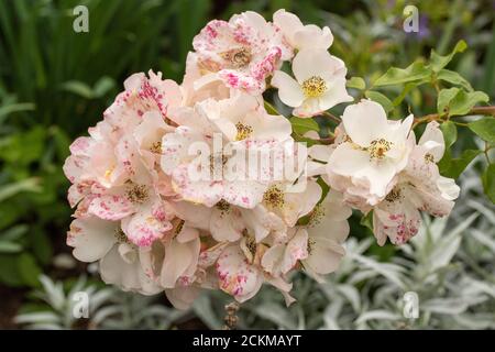 Rosa 'Sally Holmes', Nahaufnahme von natürlichen Blumenportraits Stockfoto