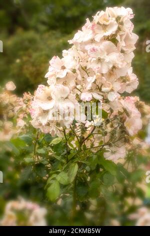 Rosa 'Sally Holmes', Nahaufnahme von natürlichen Blumenportraits Stockfoto