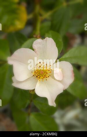 Rosa 'Sally Holmes', Nahaufnahme von natürlichen Blumenportraits Stockfoto