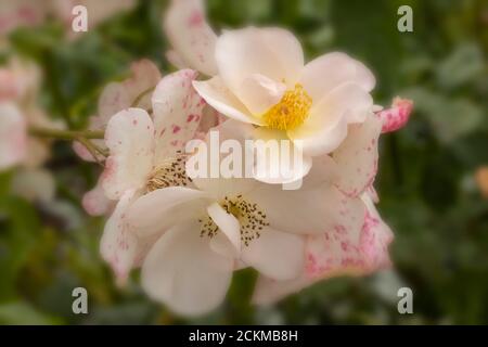 Rosa 'Sally Holmes', Nahaufnahme von natürlichen Blumenportraits Stockfoto