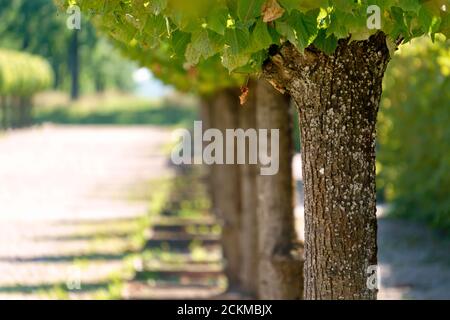 Schattige Lindenallee im Stadtpark. Von Sonnenschein durchdrungen. Stockfoto