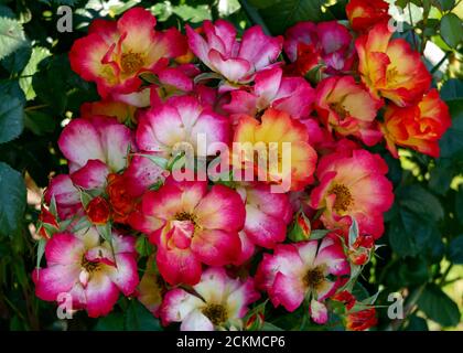 Ein schöner Zweig blühender ungewöhnlicher rot-gelber Rosenblüten im Garten. Stockfoto