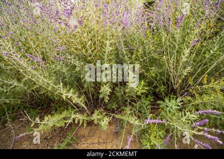 Pervoskia 'Blue Spire' Gartenblume Stockfoto