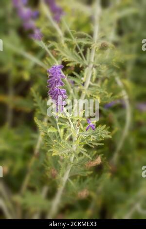 Pervoskia 'Blue Spire' Gartenblume Stockfoto