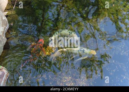 Draufsicht drei schöne Koi Fische schwimmen am klaren Teich im botanischen Garten in der Nähe von Dallas, Texas, USA Stockfoto