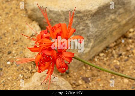 Nerine sarniensis var. corusca 'Major' Stockfoto