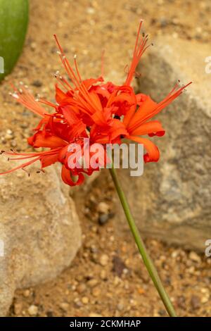 Nerine sarniensis var. corusca 'Major' Stockfoto