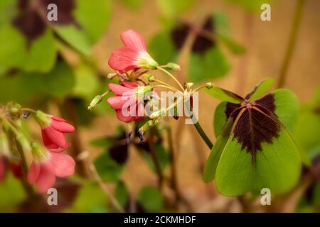 Oxalis tetraphylla Laub und Blüten in Nahaufnahme Stockfoto