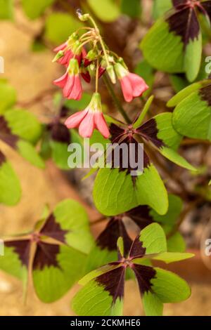 Oxalis tetraphylla Laub und Blüten in Nahaufnahme Stockfoto