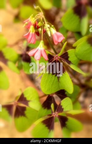 Oxalis tetraphylla Laub und Blüten in Nahaufnahme Stockfoto