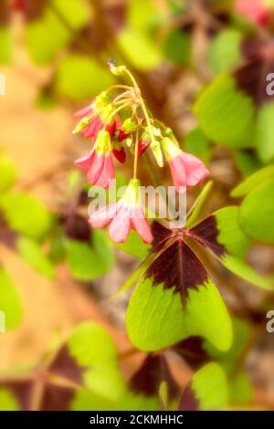 Oxalis tetraphylla Laub und Blüten in Nahaufnahme Stockfoto