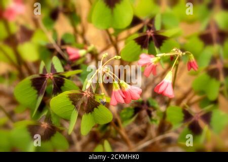 Oxalis tetraphylla Laub und Blüten in Nahaufnahme Stockfoto