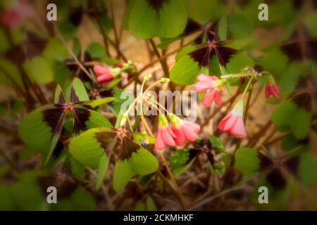 Oxalis tetraphylla Laub und Blüten in Nahaufnahme Stockfoto