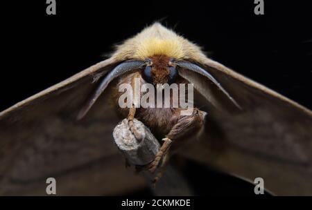 Schöne Motte Vorderansicht Stockfoto