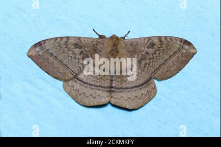Große Motte Stockfoto