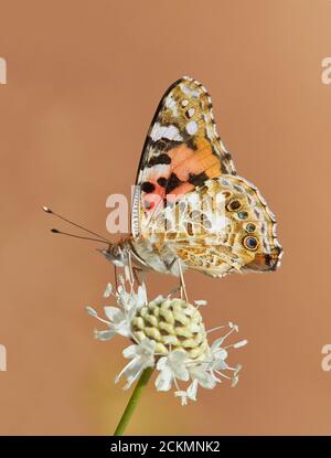 Gemalte Dame Schmetterling Vanessa cardui Fütterung - Languedoc südlich von Frankreich Stockfoto