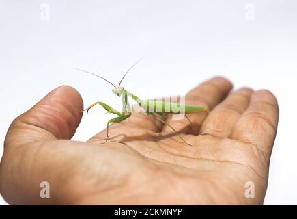 Praying Mantis Stock Foto zur Hand Stockfoto