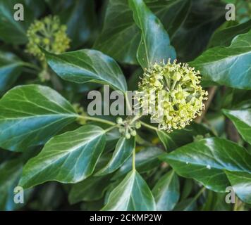 Efeu blüht Hedera Helix im Herbst zeigt einfache Blätter verbunden Mit blühenden Stielen - Somerset UK Stockfoto