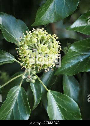 Efeu blüht Hedera Helix im Herbst zeigt einfache Blätter verbunden Mit blühenden Stielen - Somerset UK Stockfoto