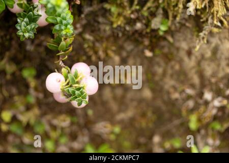 Gaultheria 'Perlen' mit reichlich Beeren Stockfoto