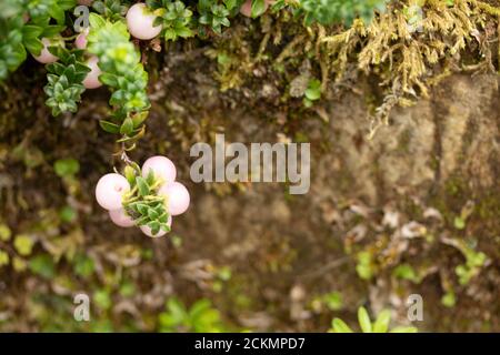 Gaultheria 'Perlen' mit reichlich Beeren Stockfoto