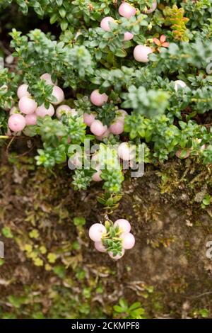 Gaultheria 'Perlen' mit reichlich Beeren Stockfoto