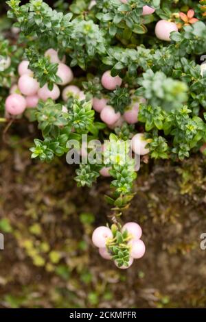 Gaultheria 'Perlen' mit reichlich Beeren Stockfoto