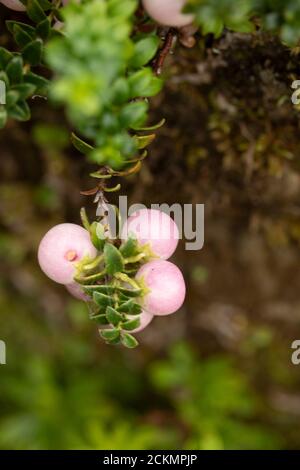 Gaultheria 'Perlen' mit reichlich Beeren Stockfoto