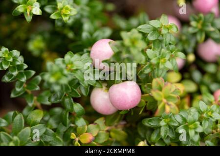 Gaultheria 'Perlen' mit reichlich Beeren Stockfoto