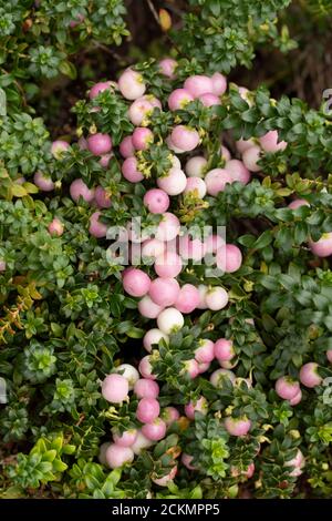 Gaultheria 'Perlen' mit reichlich Beeren Stockfoto