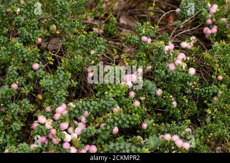 Gaultheria 'Perlen' mit reichlich Beeren Stockfoto